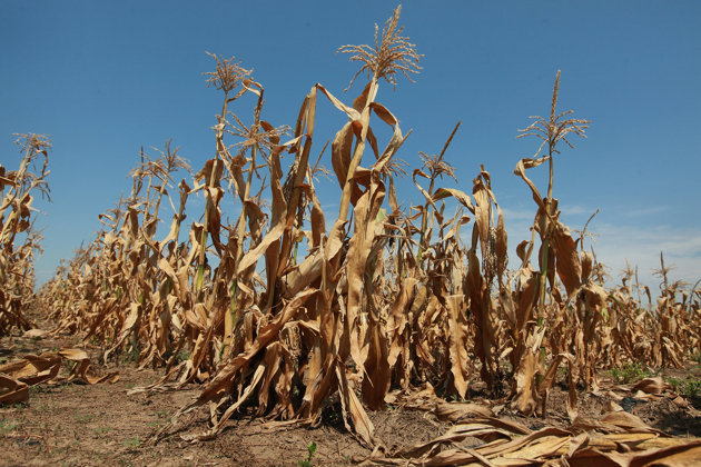 drought corn