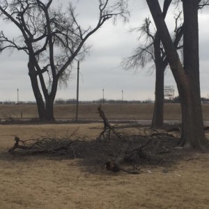 trees down in dodge two