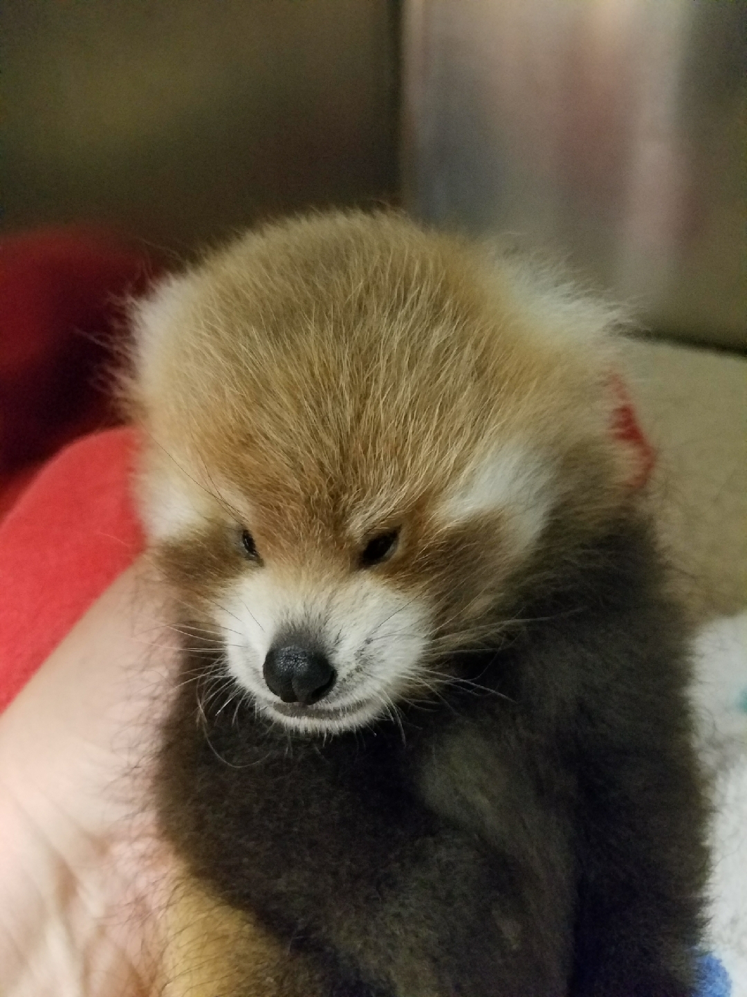 littlest red panda Oct 17