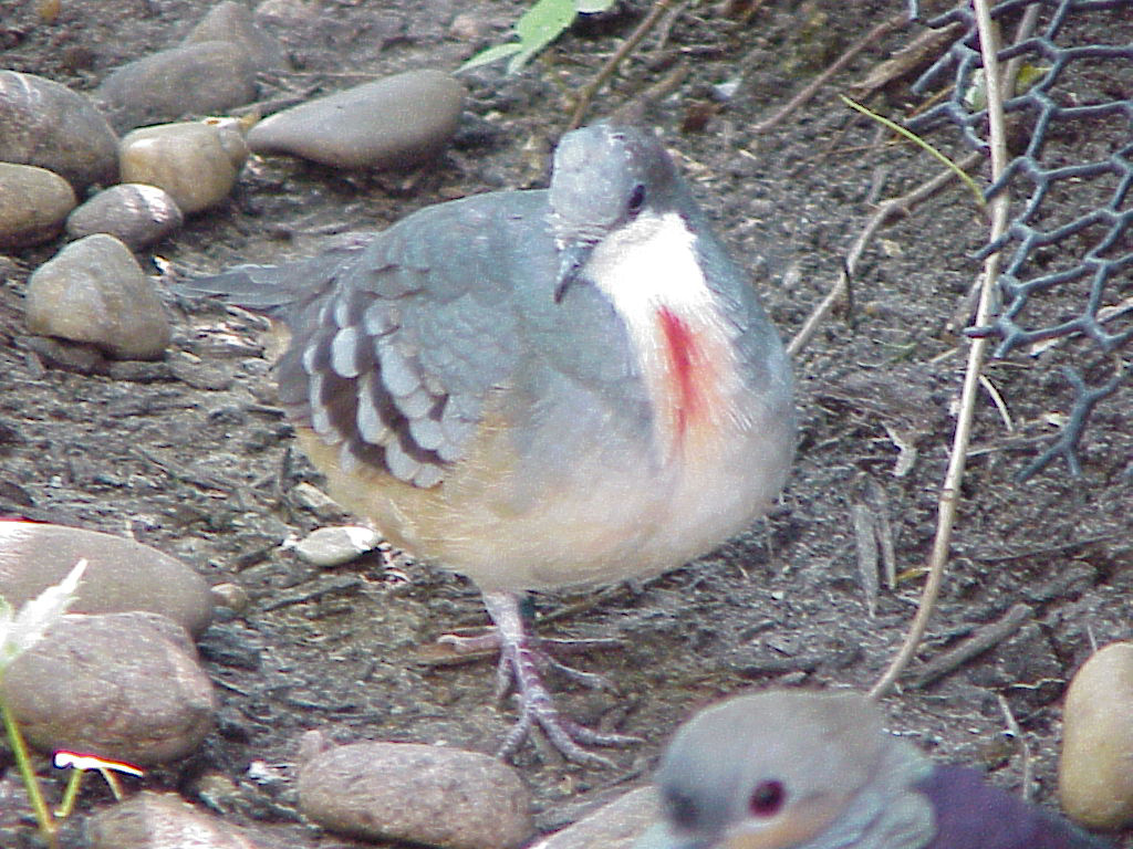 bleeding heart