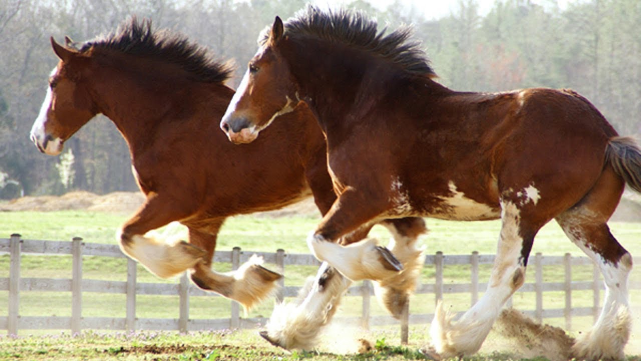 clydesdale