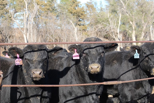 cattle on feed 3 av