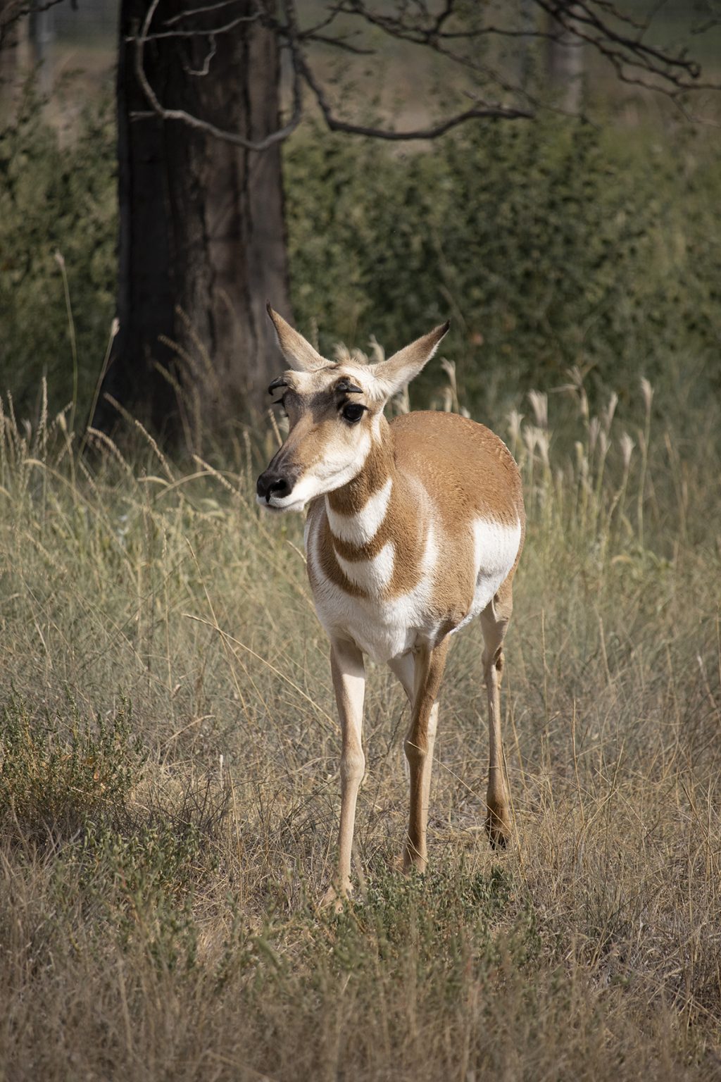 LRZ_Pronghorn2022