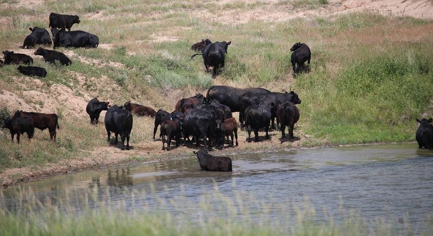 cattle on hill agview