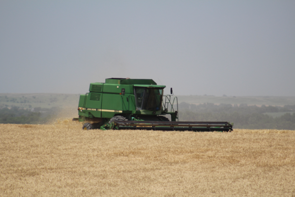 wheat harvest 19 2 av