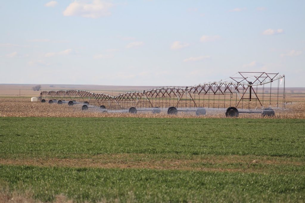 wheat irrigation 2 av