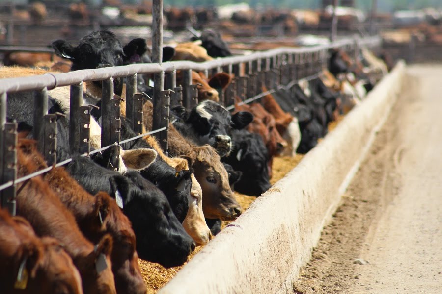 cattle on feed 2 agview