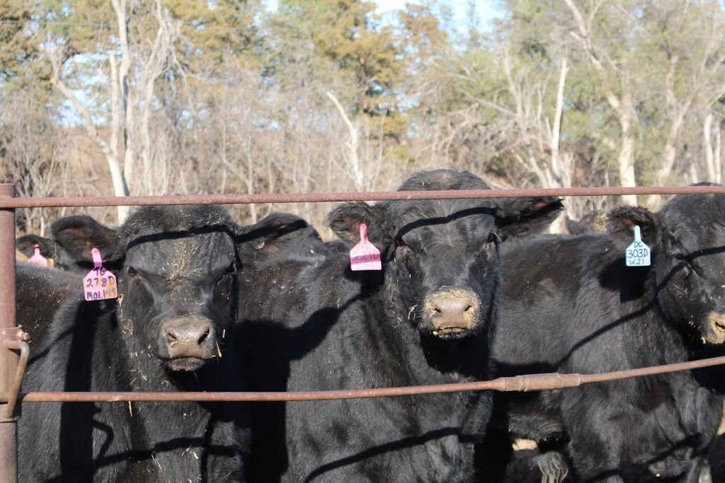 cattle at feedlot av