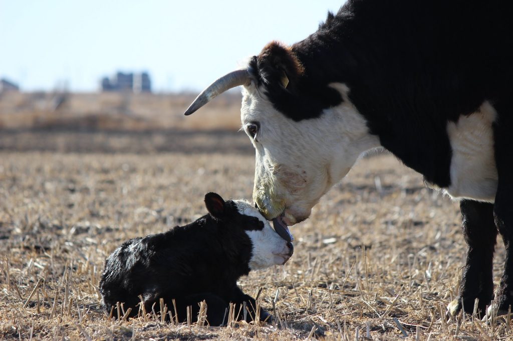 cow calf ksre