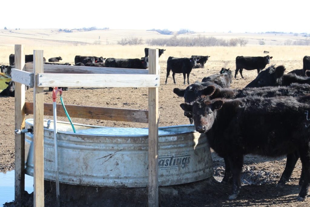 cattle calves at water av