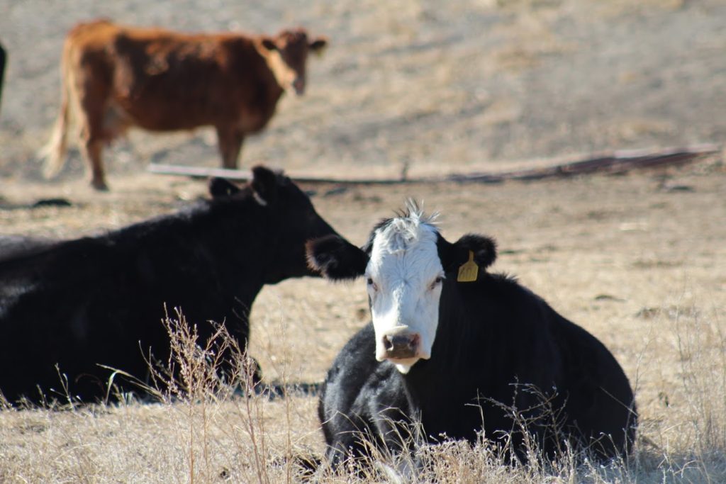 cattle cold av