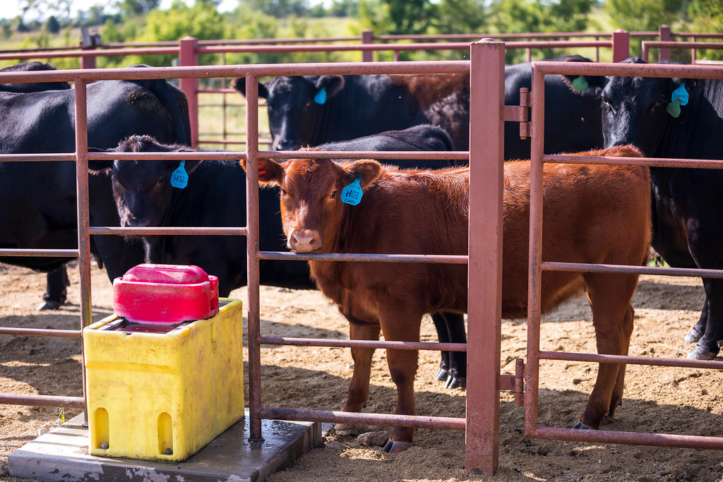 cattle at water 2 ksre