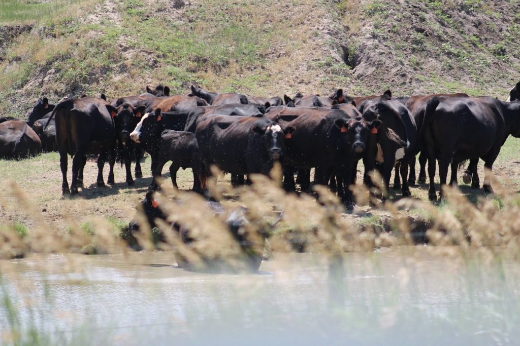 cattle near pond av