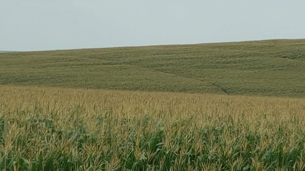 corn field 0817