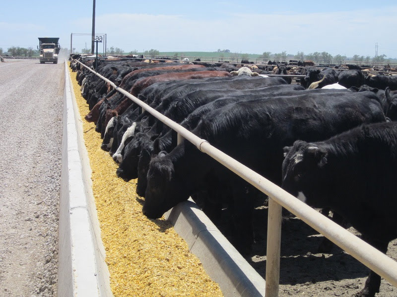 cattle on feed 6 agview