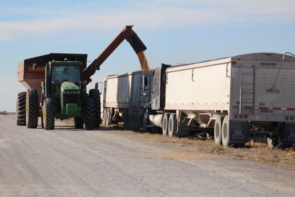 corn harvest 8 av