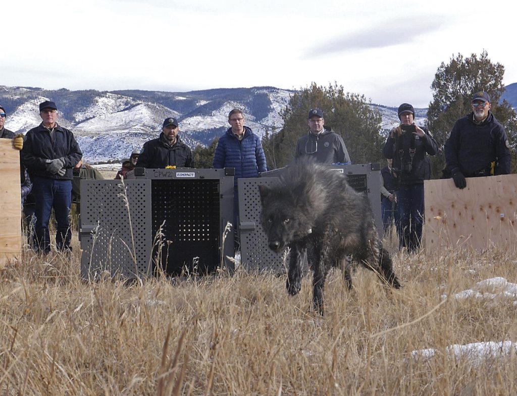 Gray Wolves-Colorado