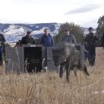 Wolf pack blamed in Colorado livestock attacks is captured and will be relocated