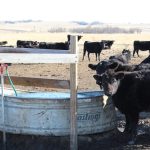 K-State eyes 25th annual Beef Stocker Field Day Sept. 26