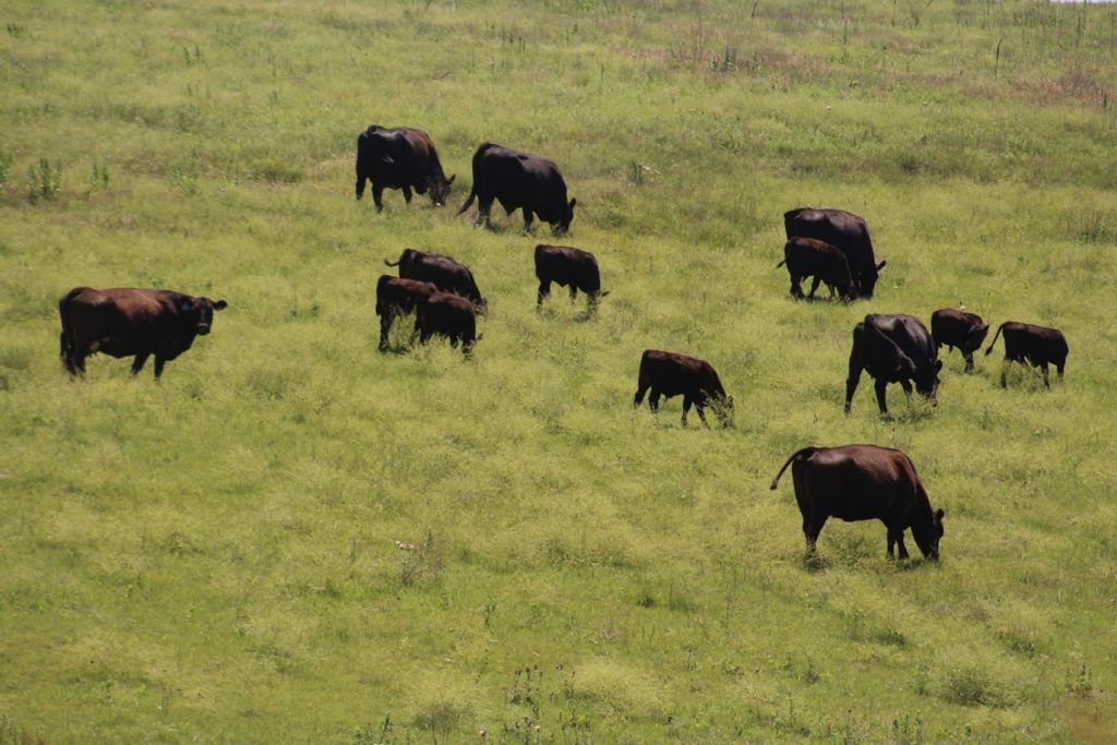 cattle on grass av