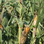 K-State scientists report corn stunt disease in Kansas