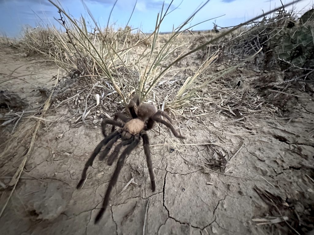 Tarantula Festival