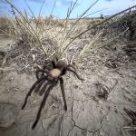 Spider lovers scurry to Colorado town in search of mating tarantulas and community